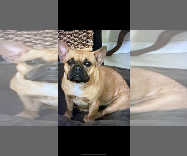 Medium Photo #1 French Bulldog Puppy For Sale in GERBER, CA, USA