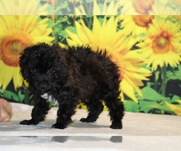 Medium Photo #29 Poodle (Toy) Puppy For Sale in DYERSBURG, TN, USA