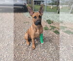 Small Photo #3 Mutt Puppy For Sale in Imlay City, MI, USA