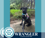 Small #3 Great Dane Mix