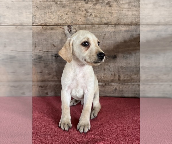 Medium Photo #4 Labrador Retriever Puppy For Sale in VERMONTVILLE, MI, USA