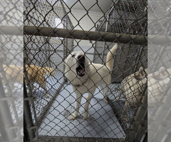 Medium Photo #6 German Shepherd Dog-Huskies  Mix Puppy For Sale in Winston Salem, NC, USA