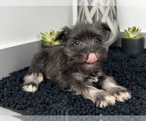 Schnauzer (Miniature) Dog for Adoption in FRANKLIN, Indiana USA