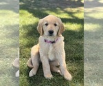 Puppy Pink collar Golden Retriever