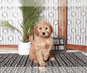 Cavapoo Puppy for sale in NAPLES, FL, USA