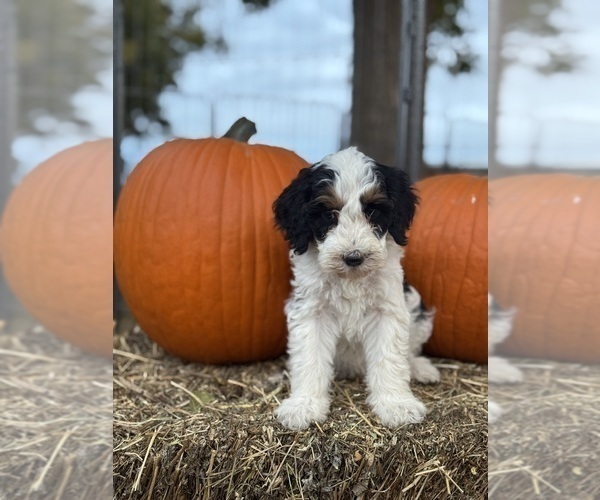 Medium Photo #7 Bernedoodle (Miniature) Puppy For Sale in LONGMONT, CO, USA