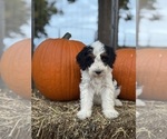 Templeton - Male Bernedoodle (Miniature) Puppy for Sale - Photo #7