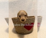 Puppy Hot pink Dachshund