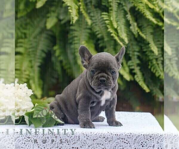 Medium Photo #3 French Bulldog Puppy For Sale in NARVON, PA, USA