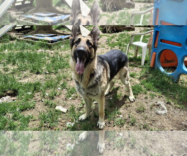 Medium Photo #15 German Shepherd Dog Puppy For Sale in Sebec, ME, USA