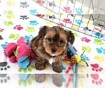 Small #10 Yorkshire Terrier