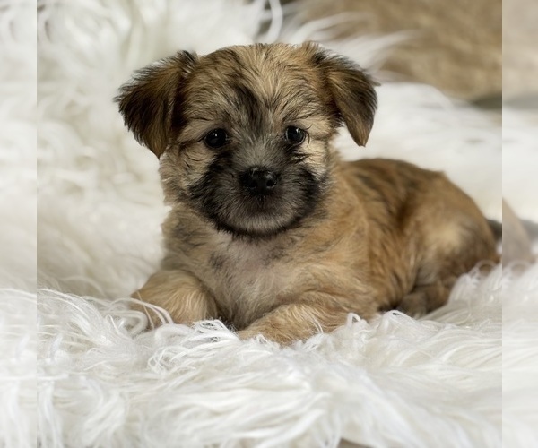 Medium Photo #6 Morkie Puppy For Sale in ROCK STREAM, NY, USA