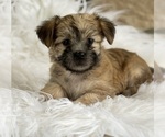 Small #5 Morkie