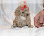 Small #3 Poodle (Toy)