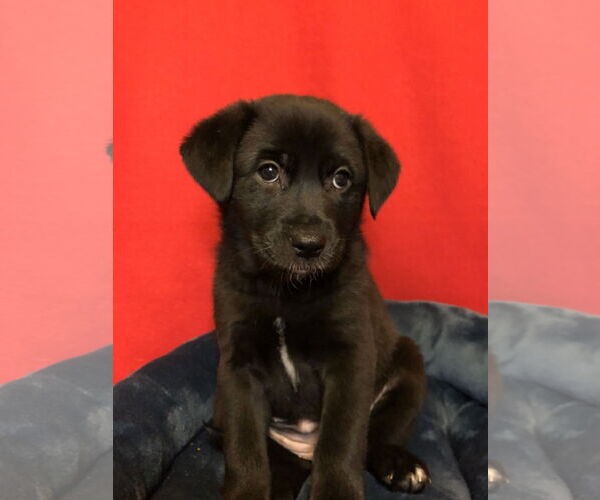 Medium Photo #3 Labrador Retriever-Unknown Mix Puppy For Sale in Hillsboro, MO, USA