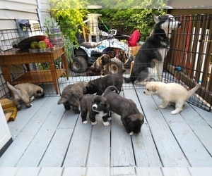 Anatolian Shepherd-Siberian Husky Mix Puppy for sale in CATSKILL, NY, USA