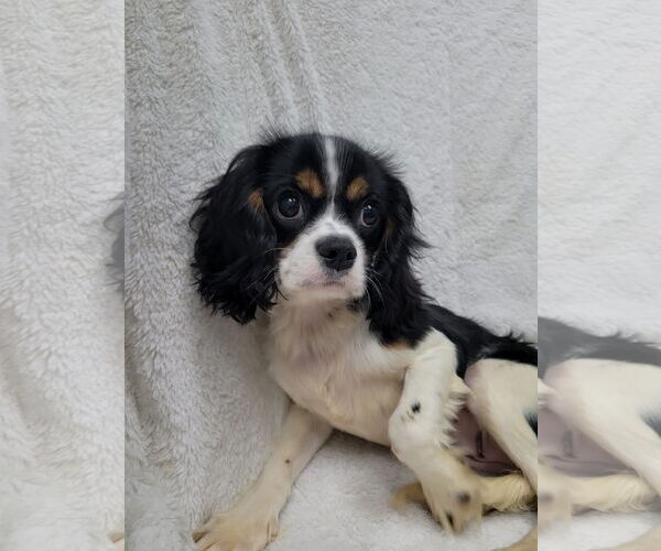 Medium Photo #5 Cavalier King Charles Spaniel Puppy For Sale in Lincolnwood, IL, USA