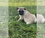 Small #2 Pug