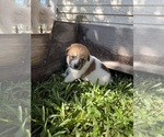 Small #19 Ausky-Great Pyrenees Mix