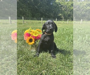 Labrador Retriever Puppy for sale in NEOLA, WV, USA