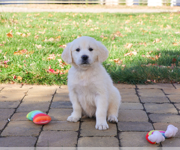 Medium Photo #2 English Cream Golden Retriever Puppy For Sale in SYRACUSE, IN, USA