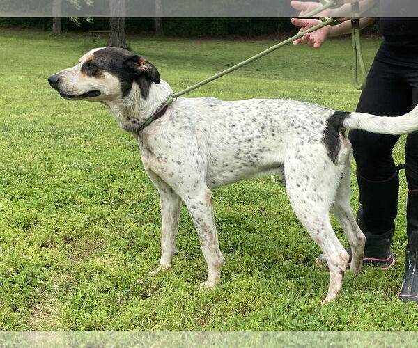 Medium Photo #2 Bluetick Coonhound-Unknown Mix Puppy For Sale in Sparta, TN, USA