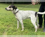 Small #1 Bluetick Coonhound Mix