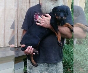 Rottweiler Puppy for sale in CAMDENTON, MO, USA