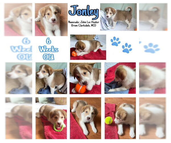 Medium Photo #2 Mutt Puppy For Sale in Westwood, NJ, USA