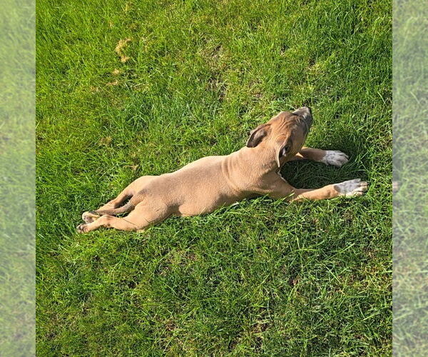 Medium Photo #4 American Pit Bull Terrier-Unknown Mix Puppy For Sale in Minneapolis, MN, USA