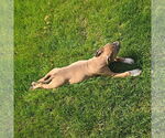 Small #3 American Pit Bull Terrier Mix