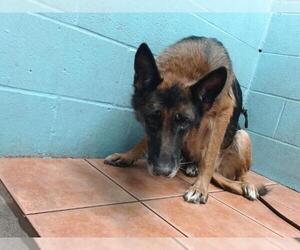 German Shepherd Dog Dogs for adoption in Downey, CA, USA