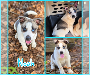 Labsky Dogs for adoption in Blacksburg, SC, USA