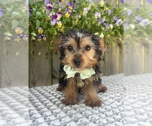 Yorkshire Terrier Puppy for sale in INDIANAPOLIS, IN, USA