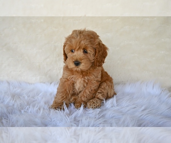 Medium Photo #2 Cock-A-Poo Puppy For Sale in MILLERSBURG, OH, USA