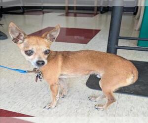 Chihuahua Dogs for adoption in Plano, TX, USA