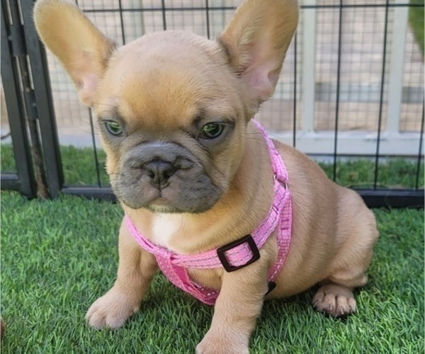 Medium Photo #12 French Bulldog Puppy For Sale in LAS VEGAS, NV, USA