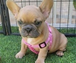 Small #11 French Bulldog