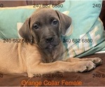 Puppy Orange Collar F Cane Corso