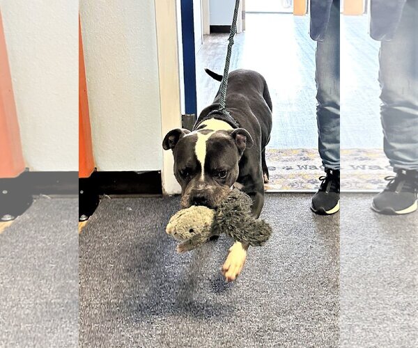 Medium Photo #3 American Pit Bull Terrier-American Staffordshire Terrier Mix Puppy For Sale in Dallas, TX, USA