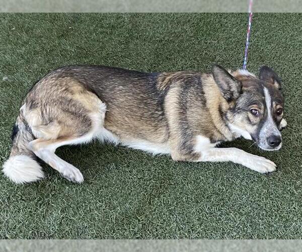 Medium Photo #1 Australian Cattle Dog-Unknown Mix Puppy For Sale in Modesto, CA, USA