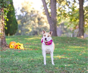 Ginger - Female Mutt Dog for Adoption - Photo #2