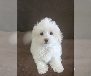 Maltipoo Puppy for sale in PALM COAST, FL, USA