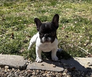 French Bulldog Puppy for sale in TROY, VA, USA