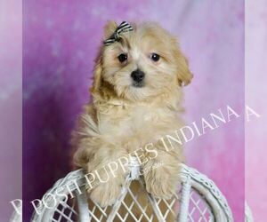 Medium Maltipoo (Toy)