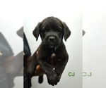 Puppy CJ Cane Corso