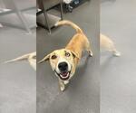 Small Huskies -Labrador Retriever Mix