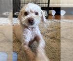 Small #1 Poodle (Toy)