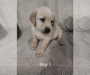 Medium Labrador Retriever