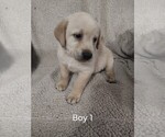 Puppy Puppy 1 Labrador Retriever